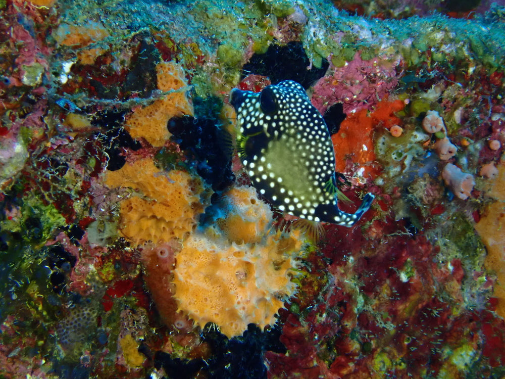 Trunkfish