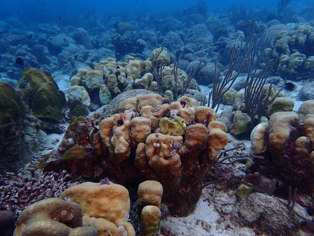 Coral Reef