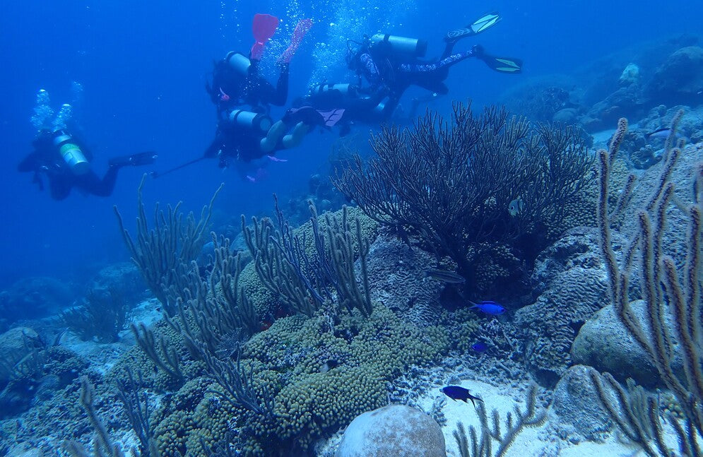 Divers