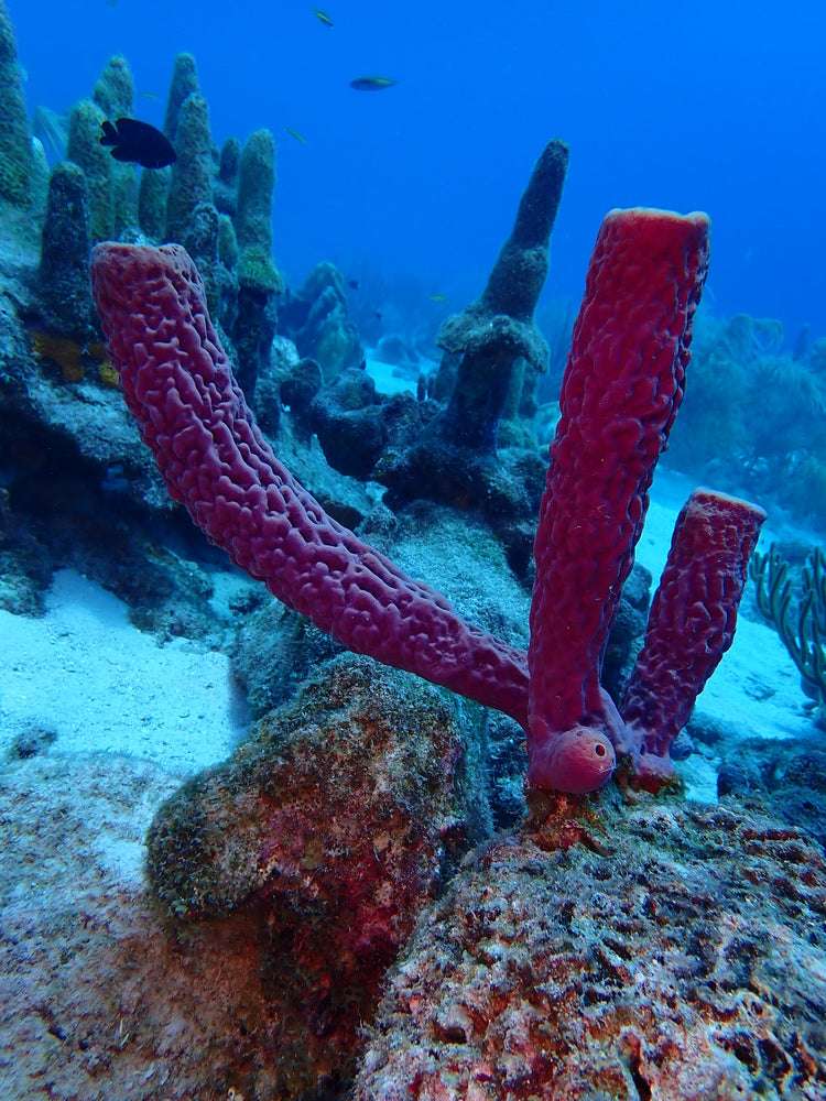 purple sponge