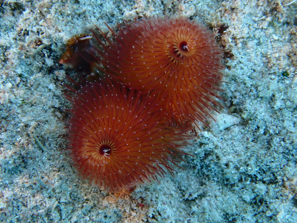 Christmas Tree Worm