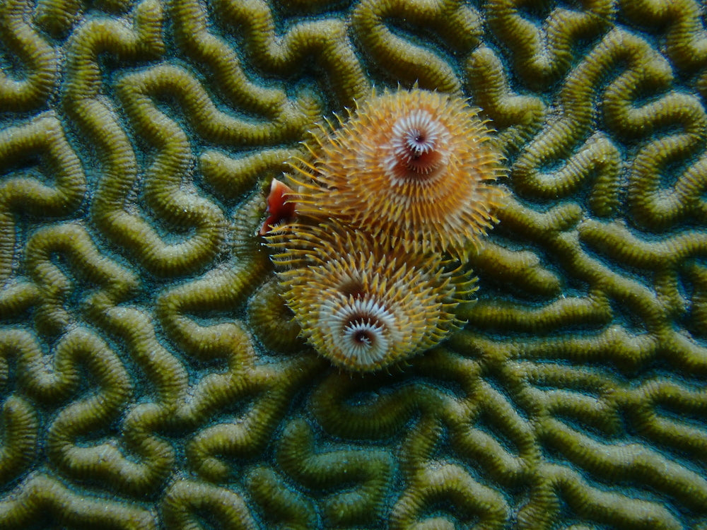 Christmas Tree Worm