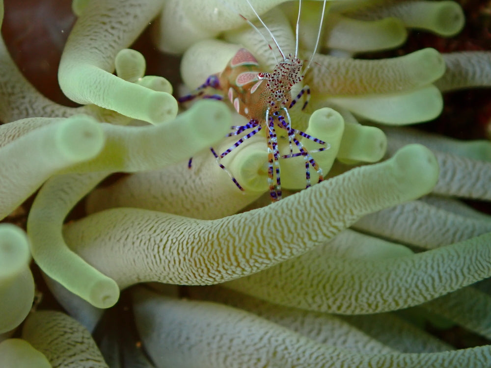 Shrimp pack of 7