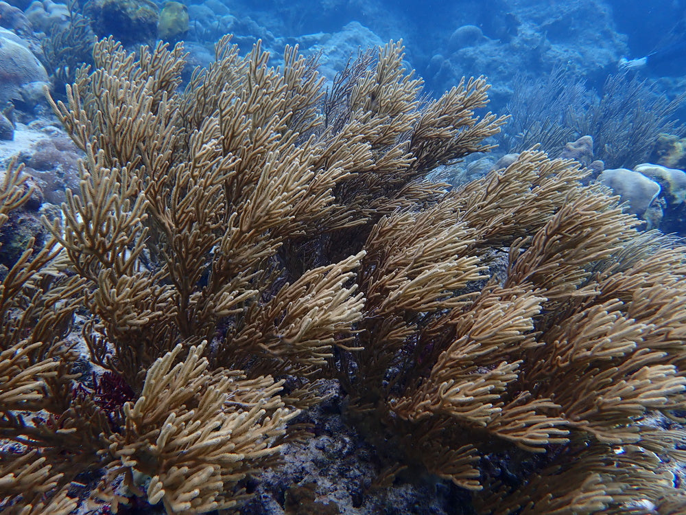 Coral Pack of 2