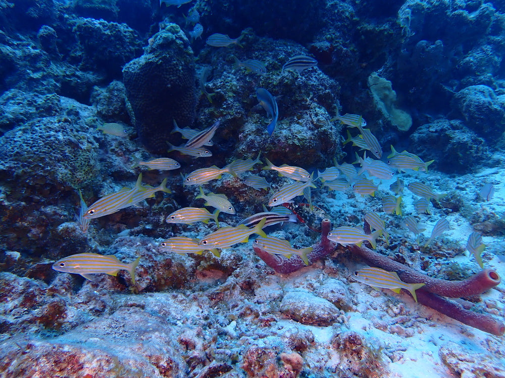 school of fish