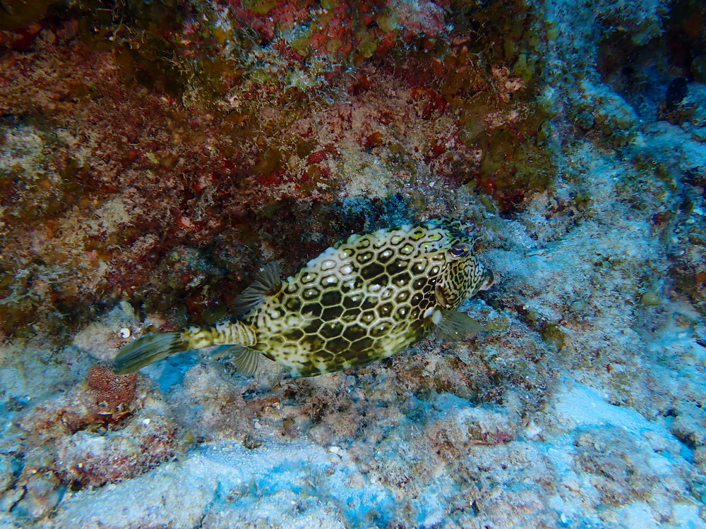 Honeycomb Cowfish