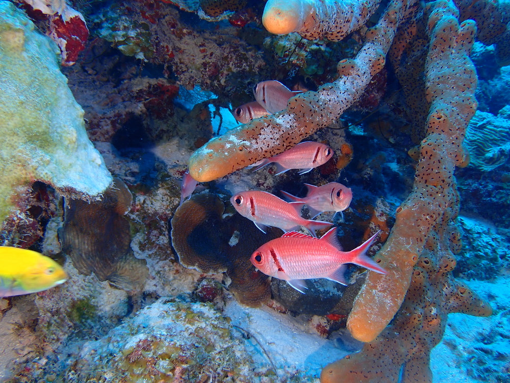 squirrel fish pack of 3