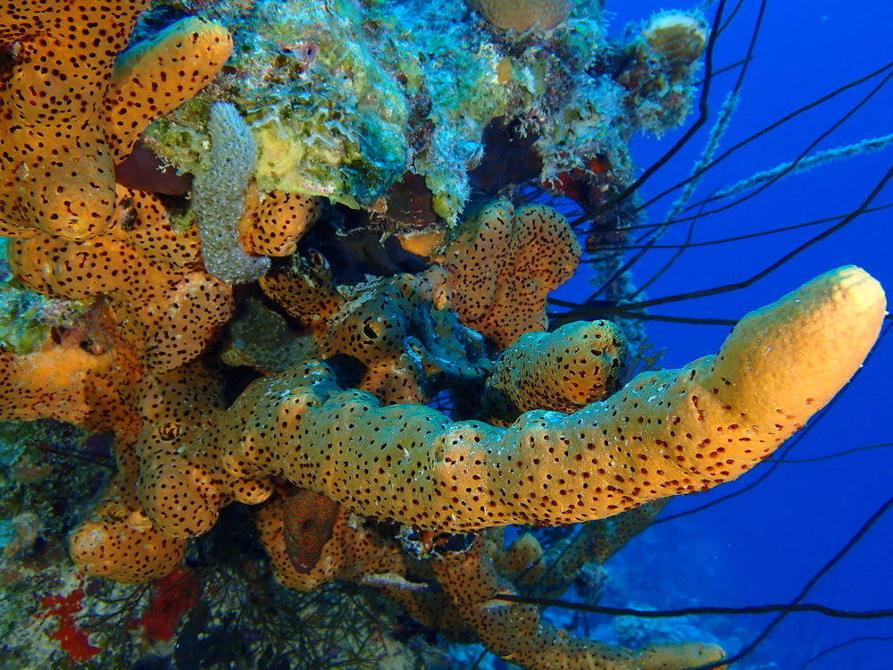 tube sponge