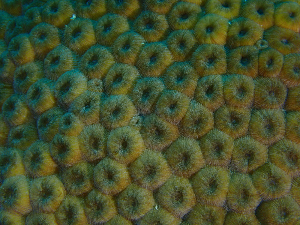 Coral