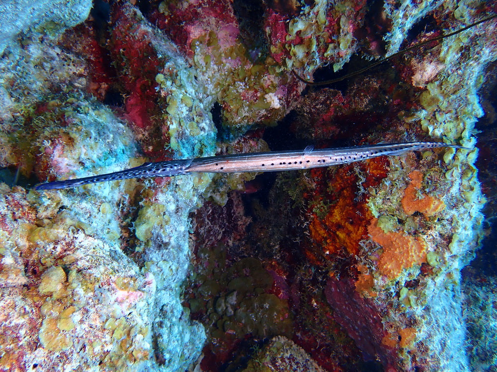 Trumpet fish