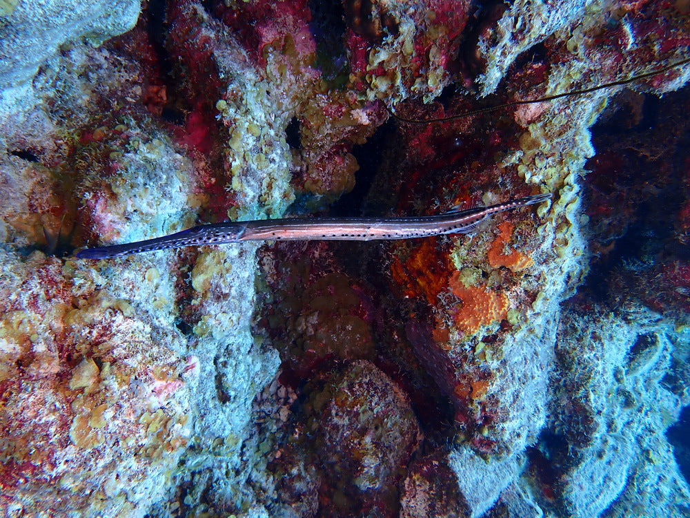 Trumpet fish pack of 5