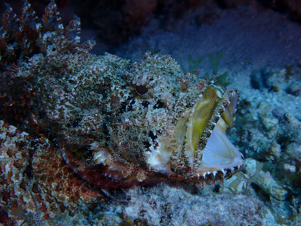 Scorpion Fish pack of 9