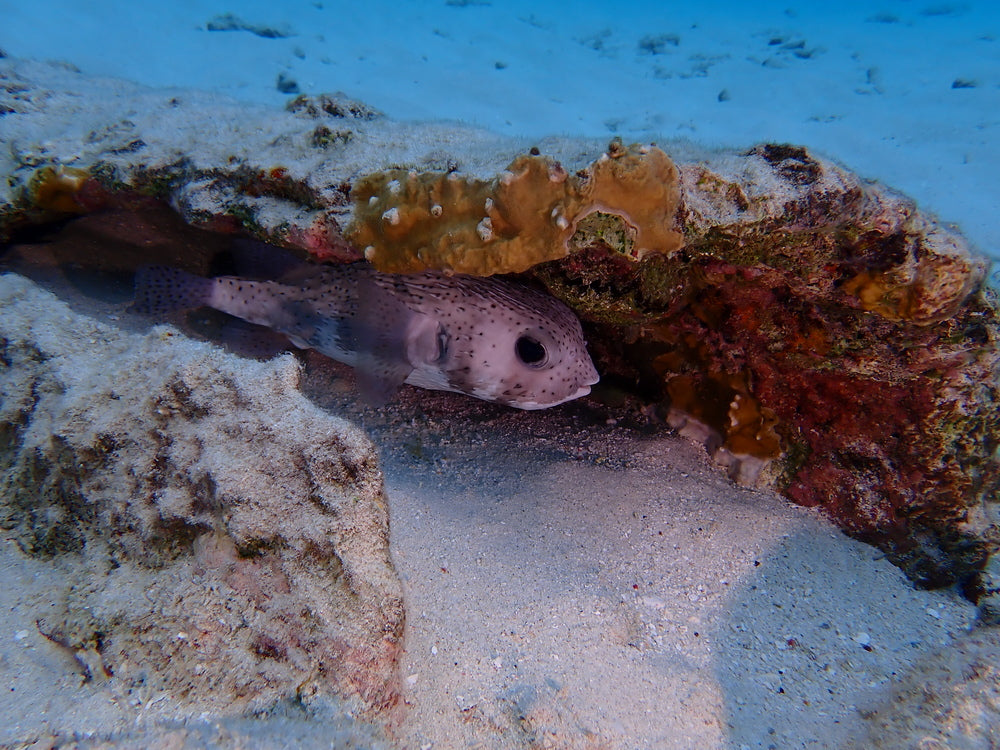 Porcupinefish