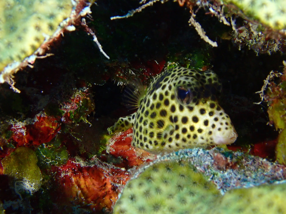 Box fish