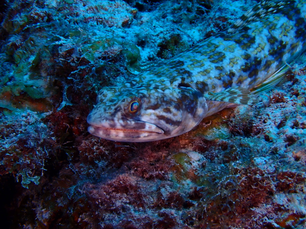 Lizard fish pack of 2