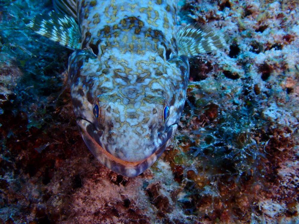 Lizard fish pack of 2