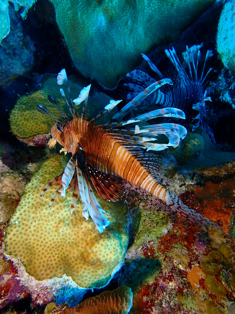 LionFish