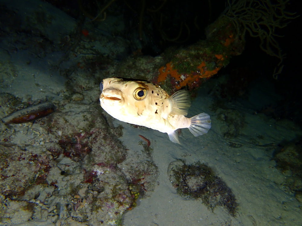 Night Dive pack of 5