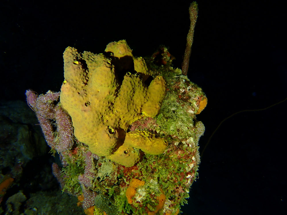 Night Dive pack of 5