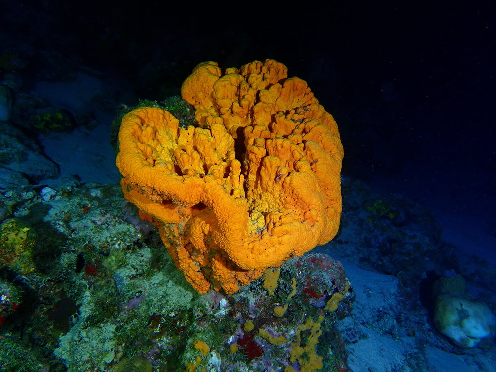 Night Dive pack of 5