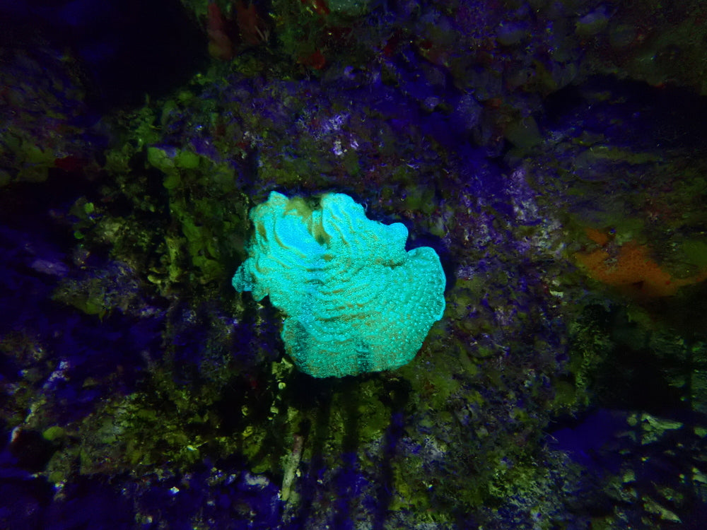 Night Dive pack of 5