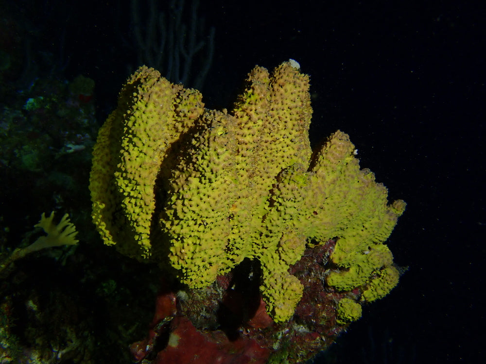 Night Dive pack of 5