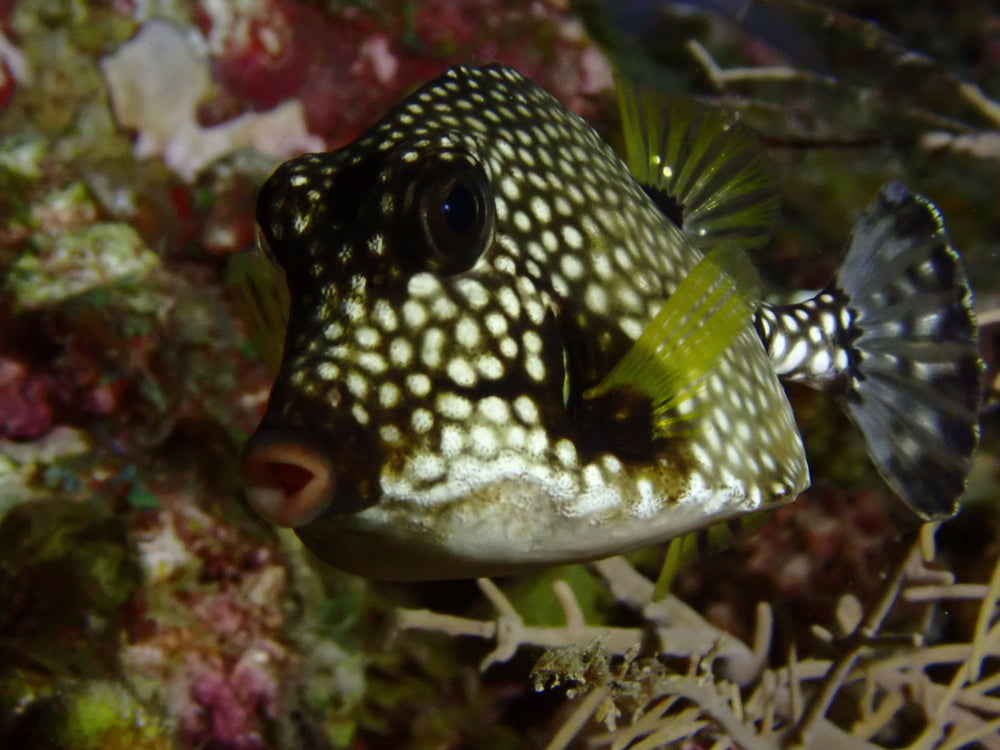 Trunk Fish pack of 2