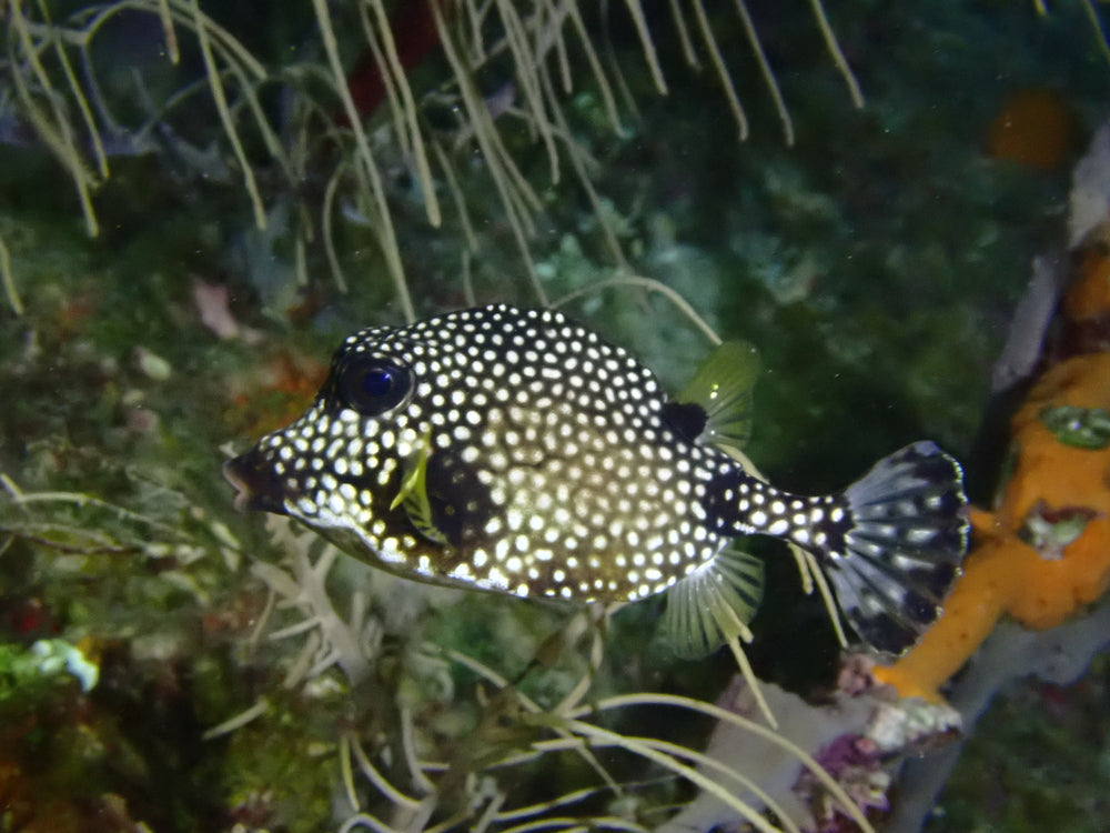 Trunk Fish pack of 2