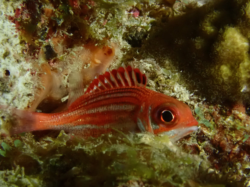 squirrel fish pack of 5