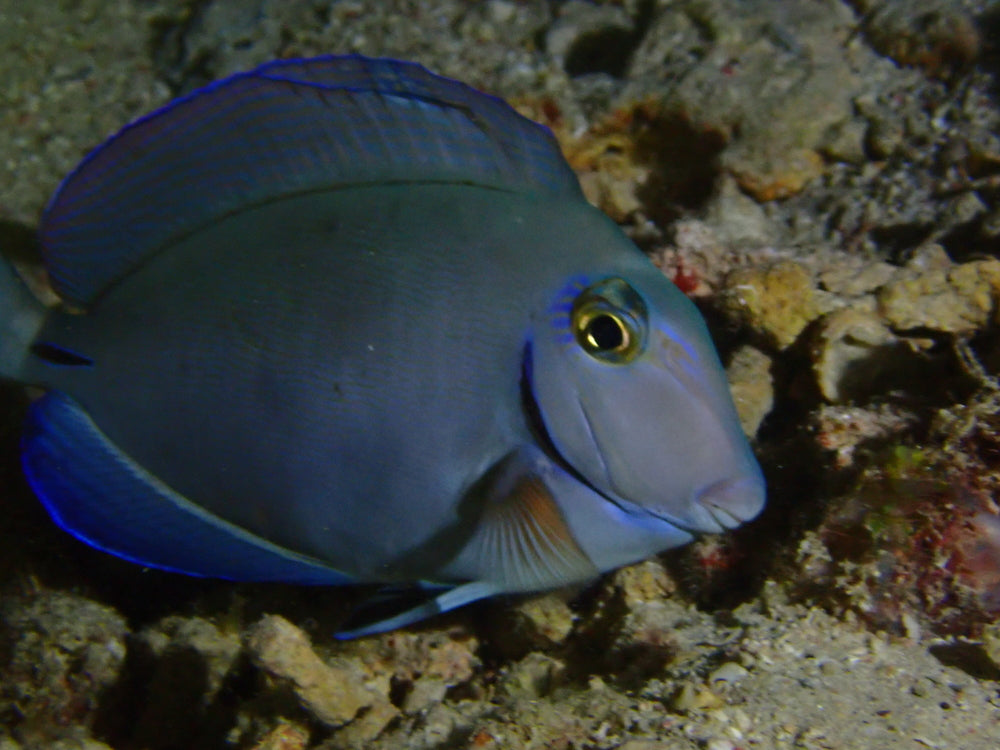 Surgeonfish pack of 4