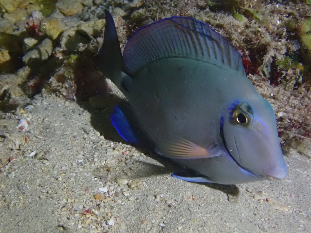 Surgeonfish pack of 4