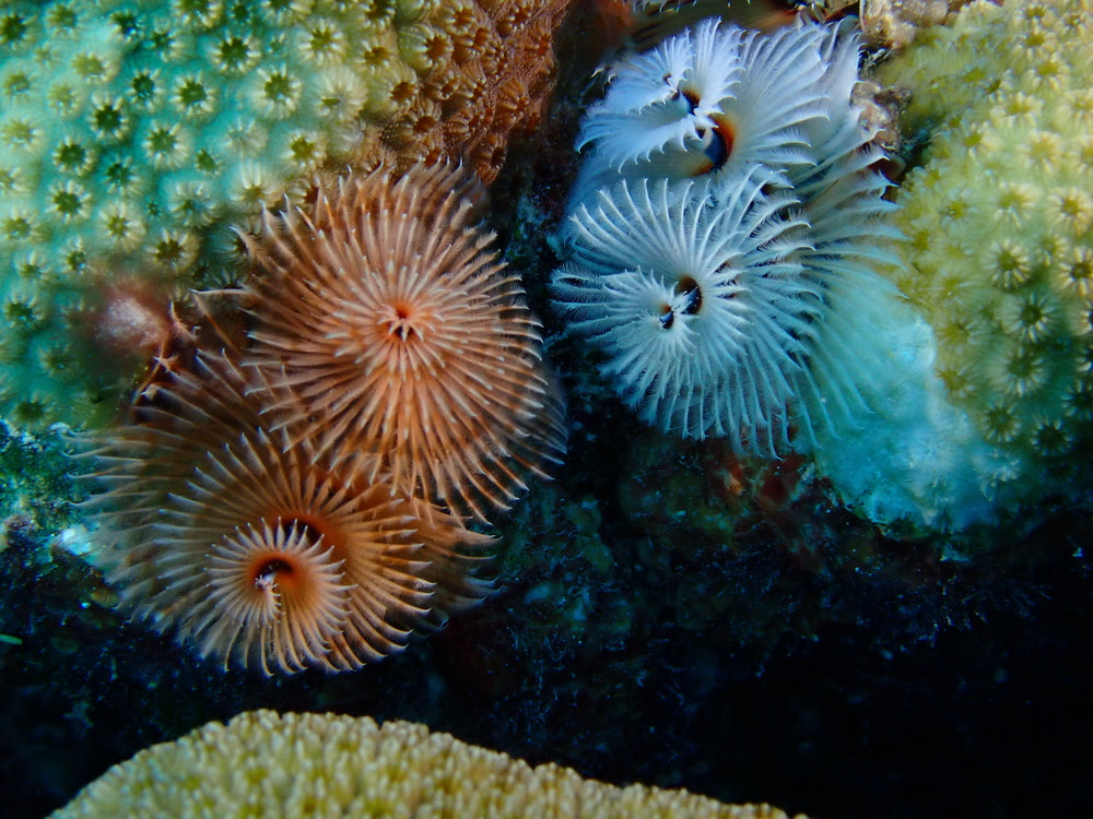 Christmas Tree Worms pack of 3