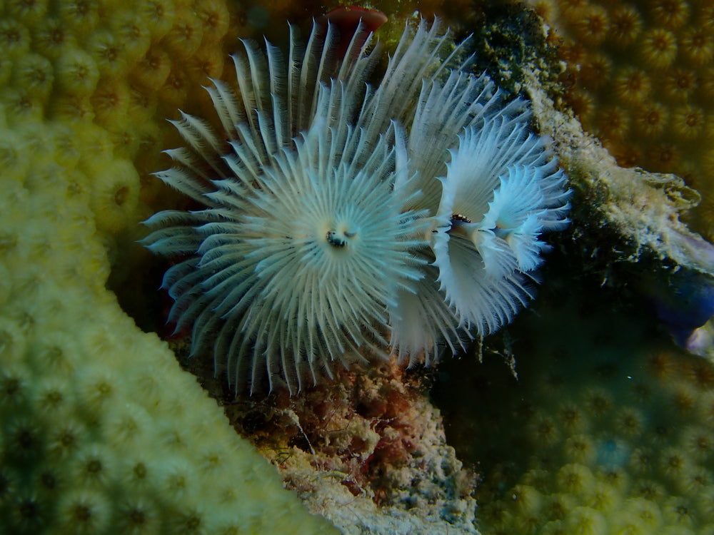 Christmas Tree Worms pack of 3