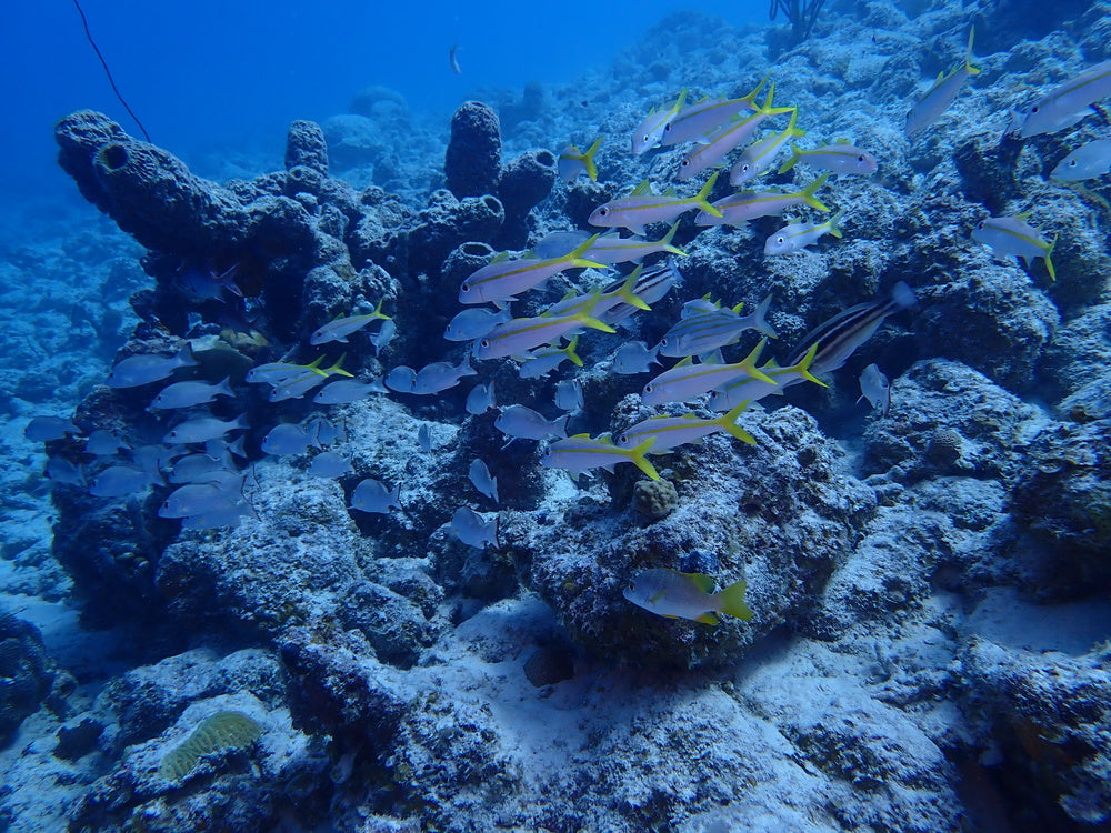 fish in the sea pack of 4