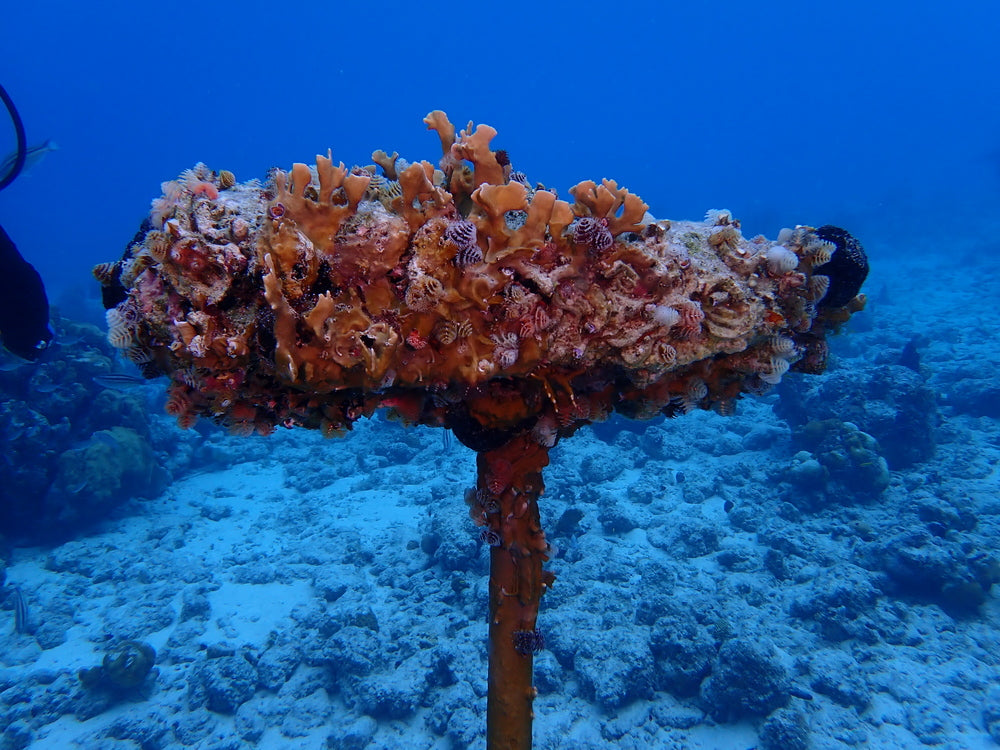 christmas tree worm pack of 3