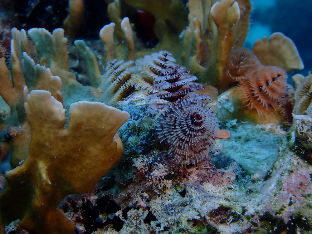 christmas tree worm pack of 3