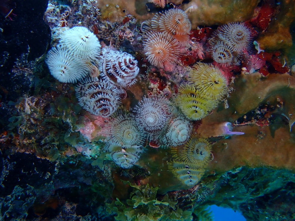 christmas tree worm pack of 3