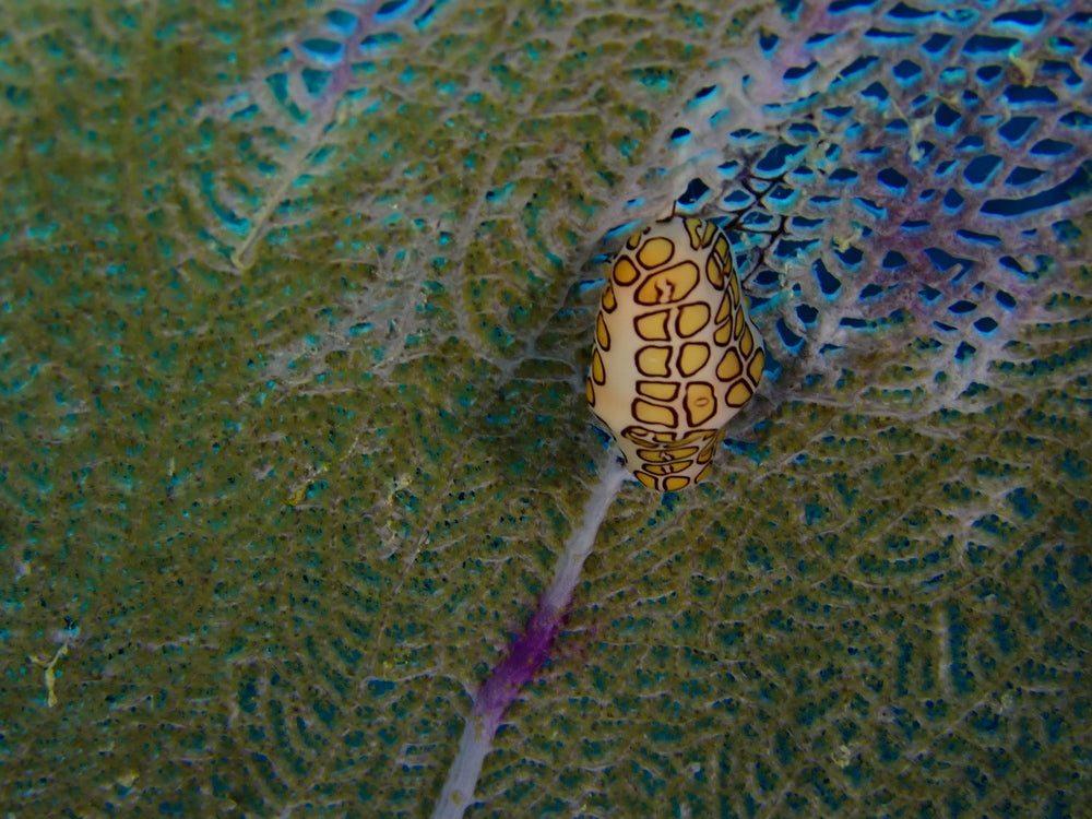Cyphoma gibbosum (Flamingo tongue snail)
