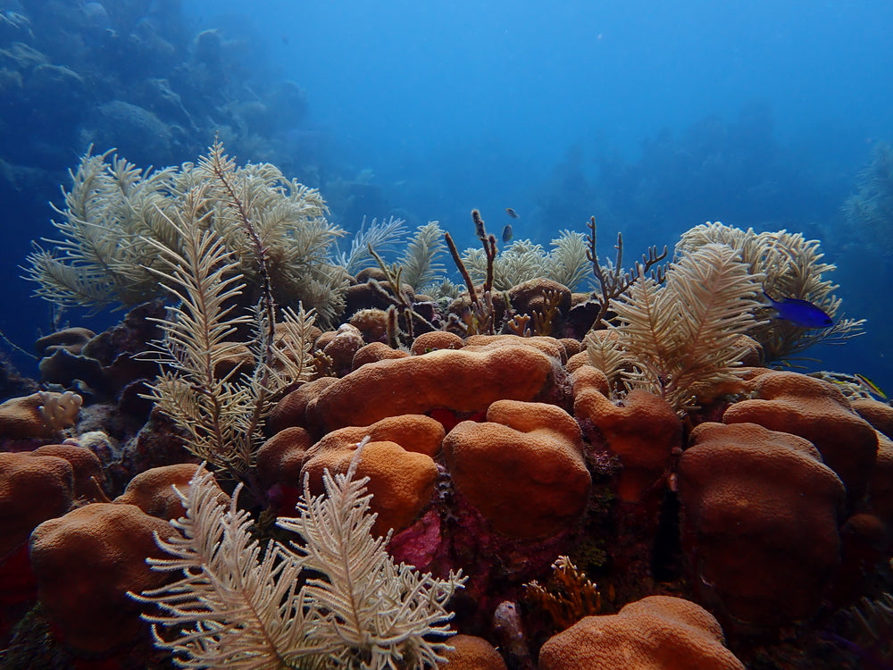 Coral Reef