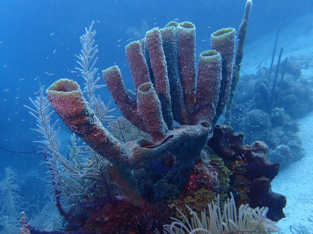 Sponge Tube Aplysina archeri