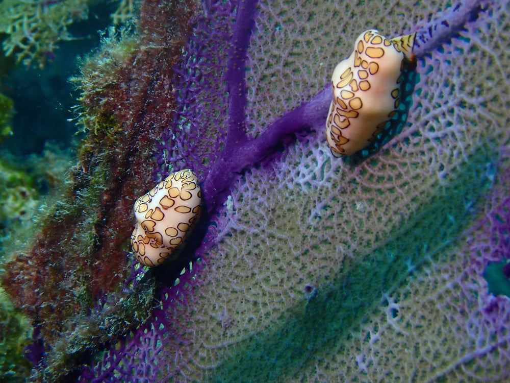 Flamingo tongue snail pack of 7