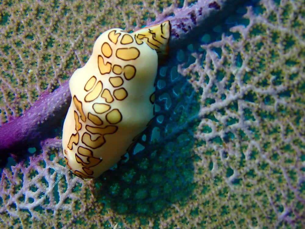 Flamingo tongue snail pack of 7