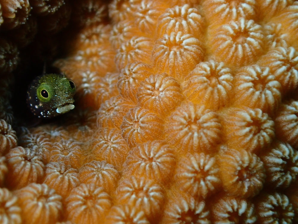 Blennies pack of 4