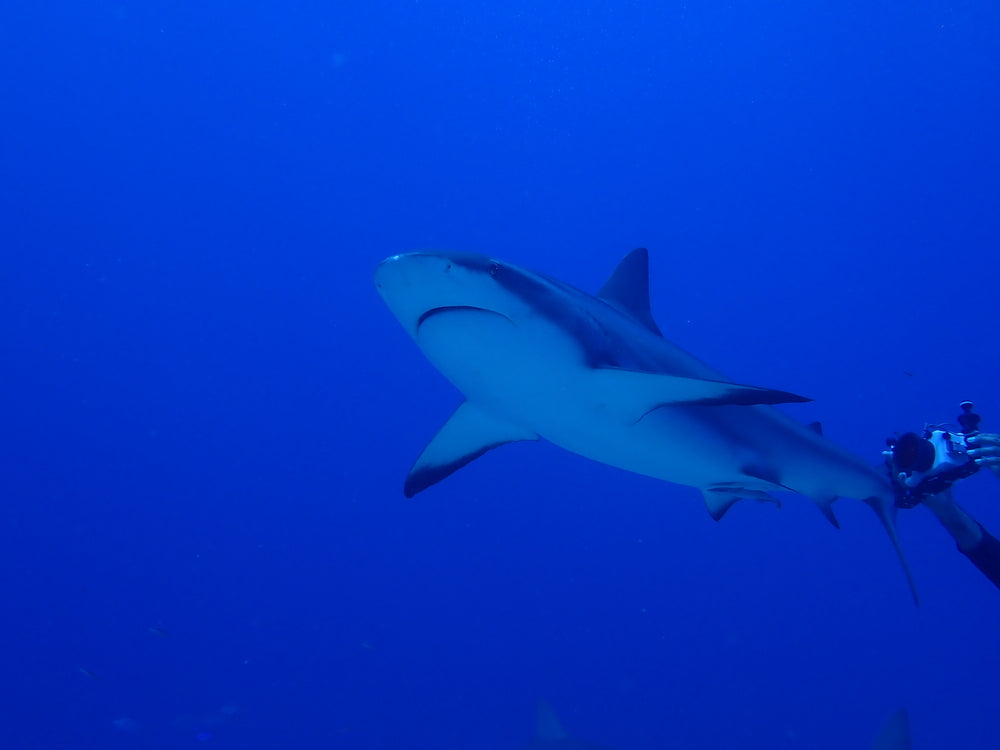 reef shark