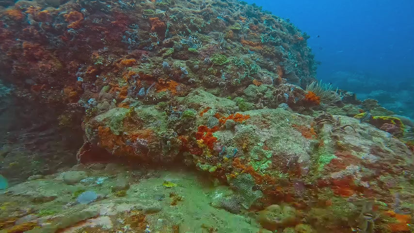 colorful coral reef