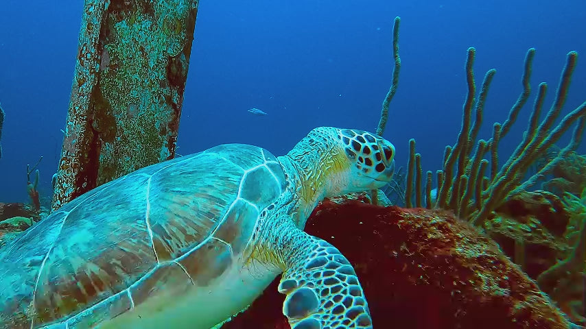 Turtle