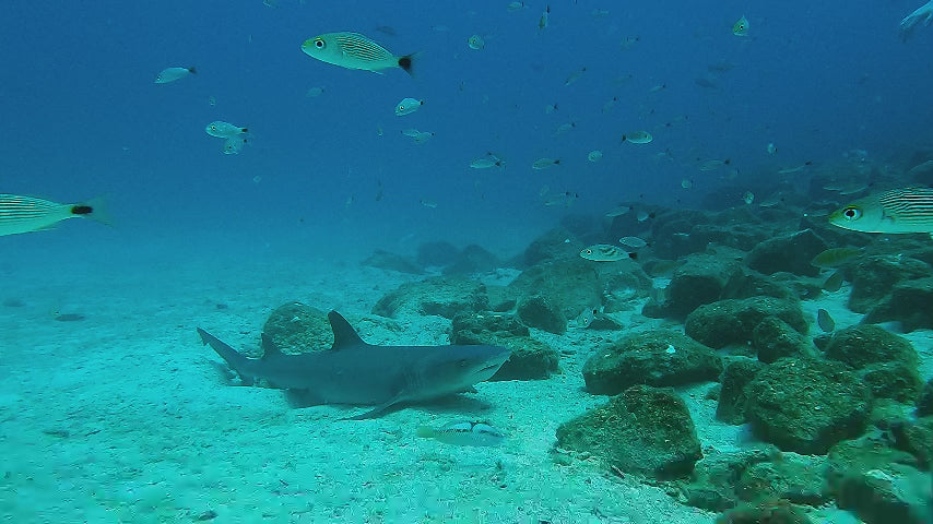 white tip shark