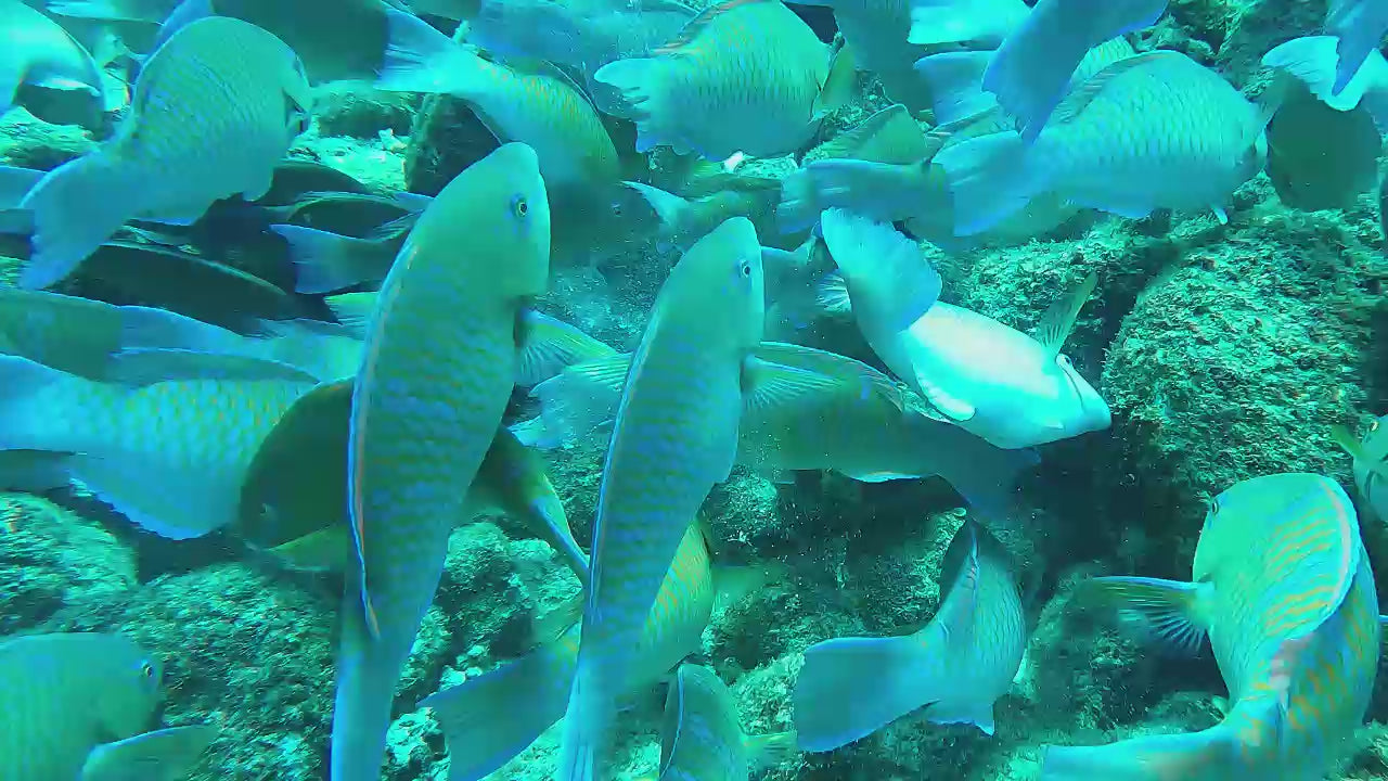 Parrot Fish School