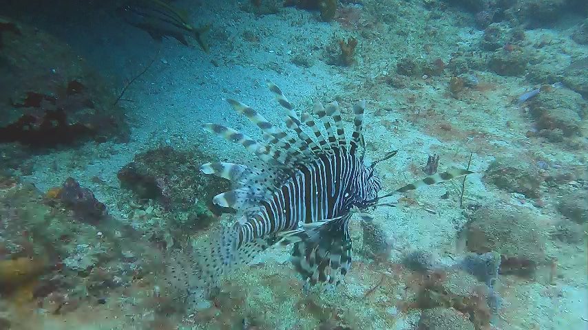 lionfish