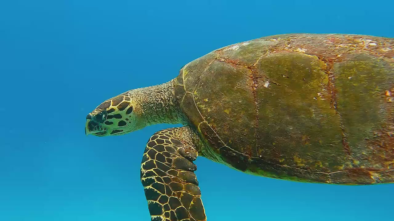 Coiba turtle